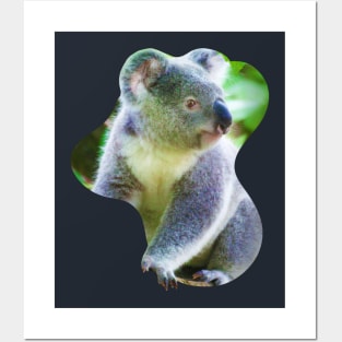 Koala climbing a tree Posters and Art